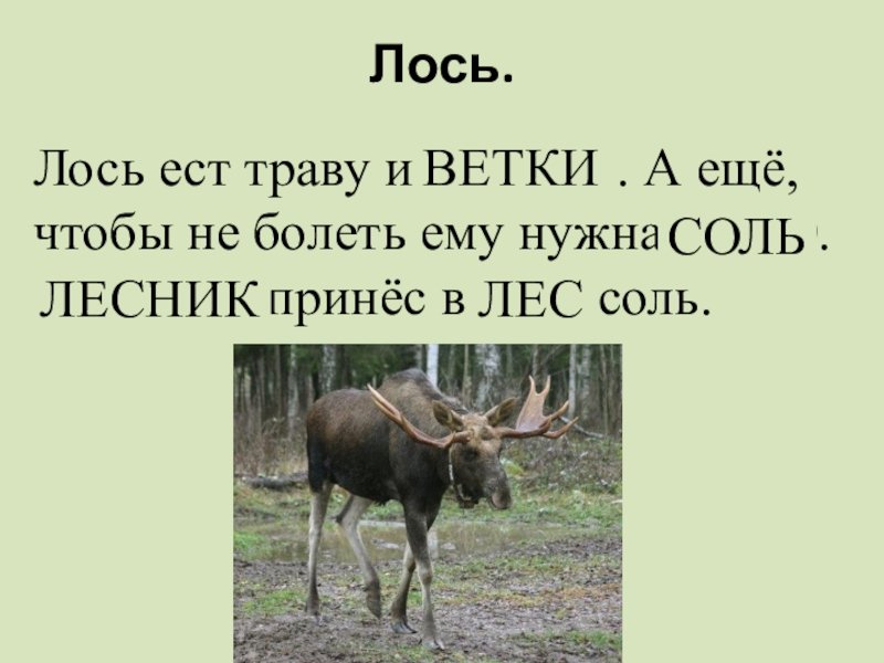 Лось ест траву