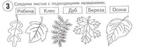 Задания с листочками для дошкольников