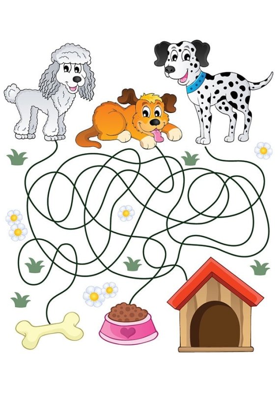 Лабиринт собака