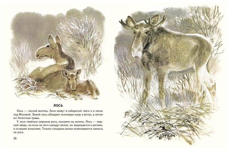 Лось рассказ для детей