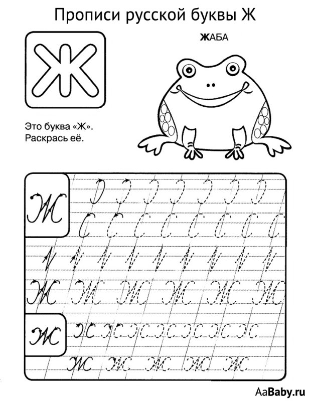 Прописи буква ж прописная
