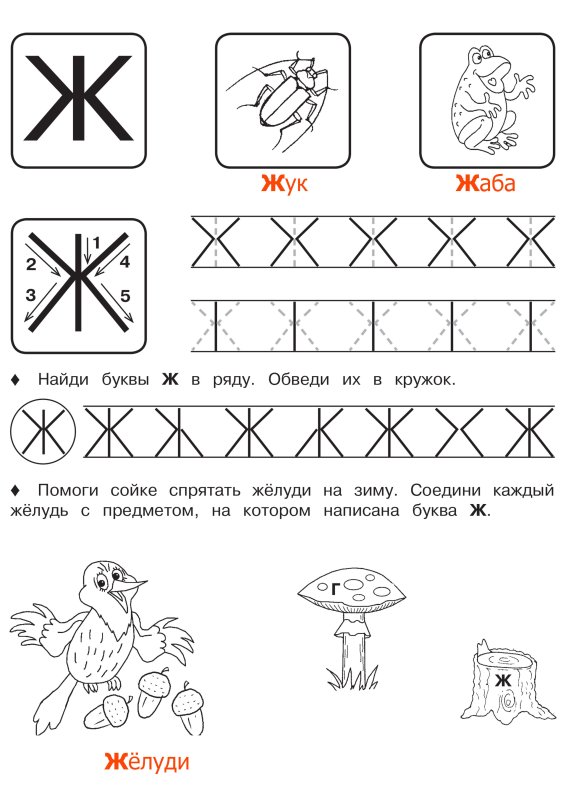 Прописи для дошкольников 5-6 лет буква "ж"