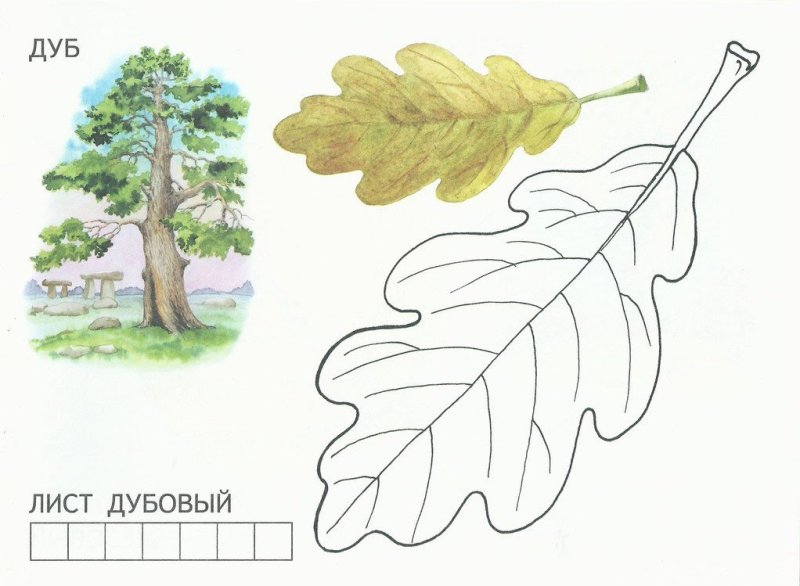 Раскраска листья деревьев для детей