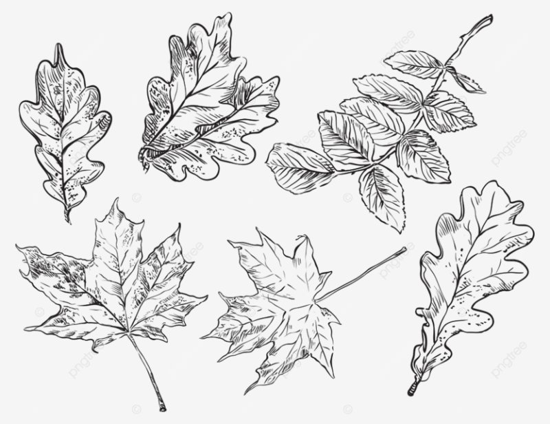 Листья эскиз