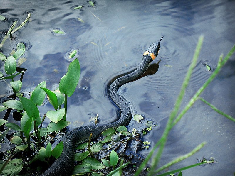 Уж обыкновенный плавает
