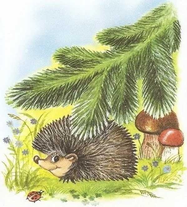 У ежа и елки иголки колки