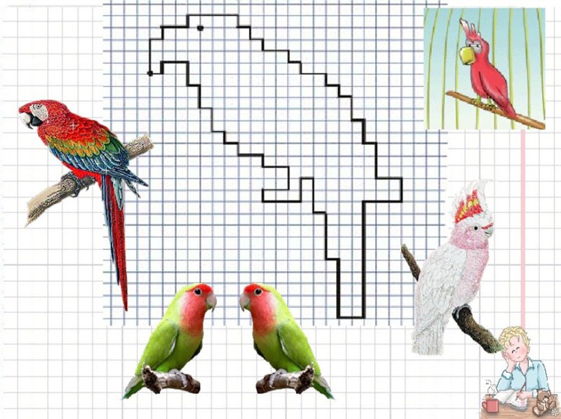 Попугай по клеткам графический диктант