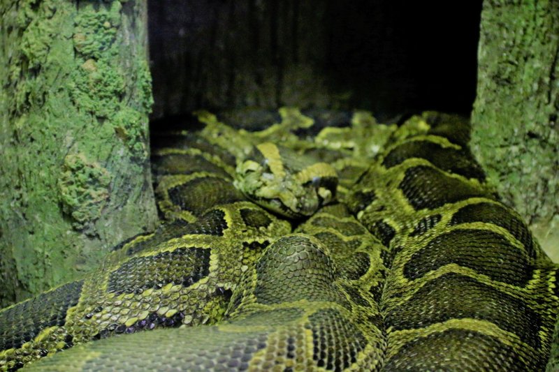 Змеиное сафари Московский зоопарк