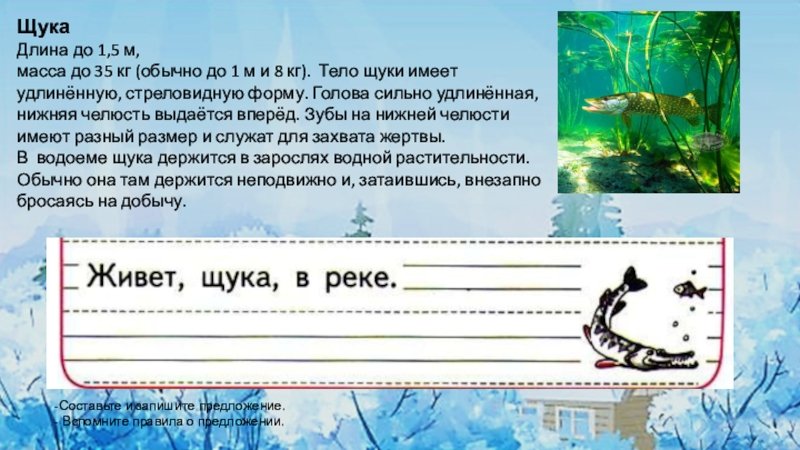 Пропись щука