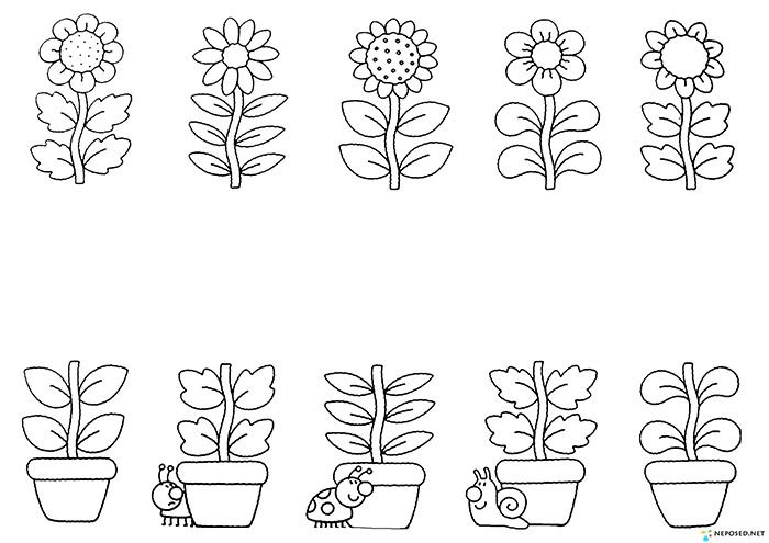 Комнатные цветы задания для дошкольников