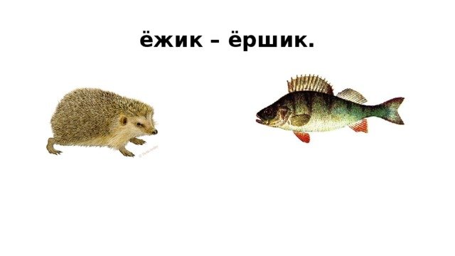 Ерш и еж