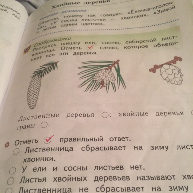 Шишки хвойных деревьев примета