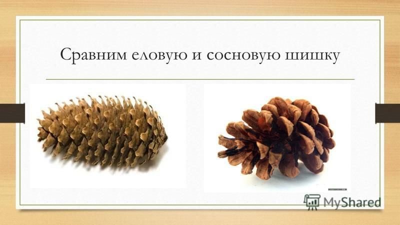 Сравни еловую и сосновую шишки