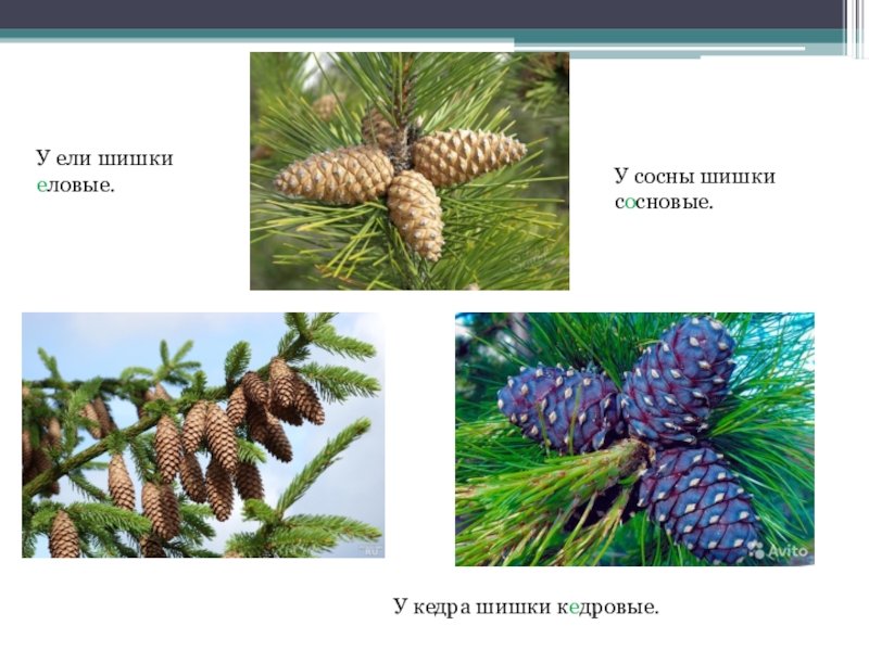 Шишки еловые и сосновые