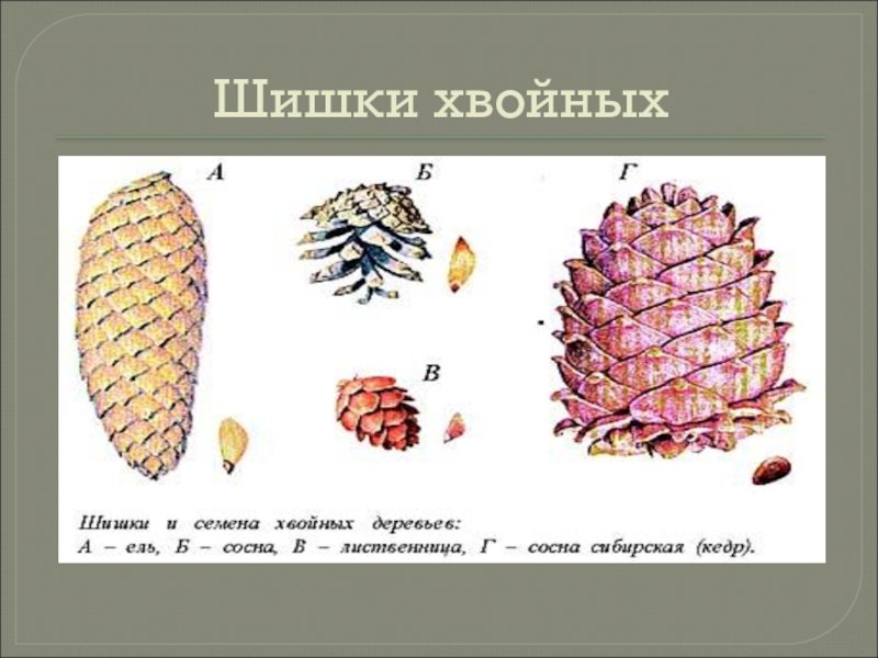 Виды шишек хвойных