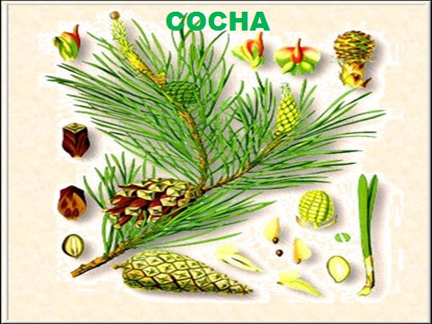 Хвоинки сосны 4 класс окружающий мир