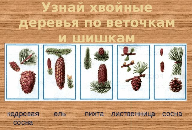 Хвоинки дерева сосна Кедровая