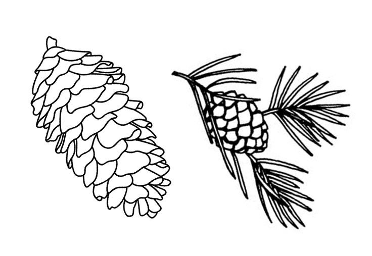 Шишка раскраска