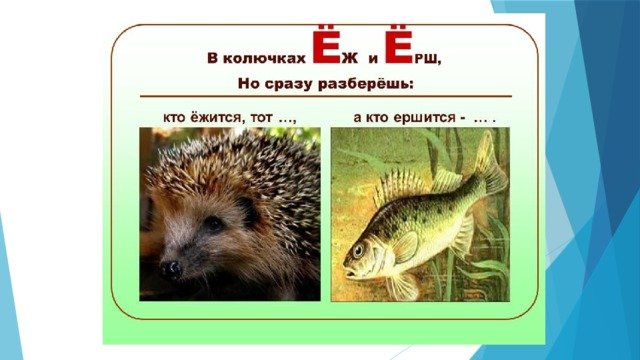 Ерш и еж