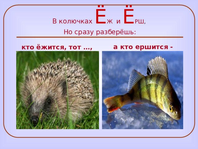 В колючках еж и Ерш