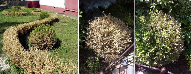 Самшит пораженный огневкой