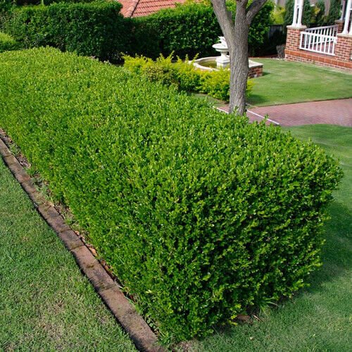 Самшит Buxus