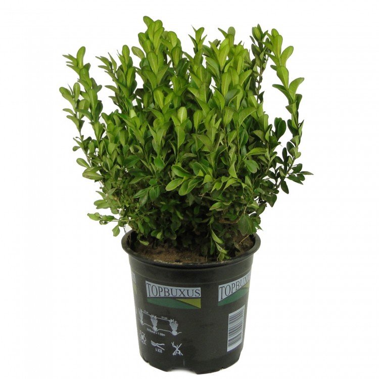 Самшит Буксус