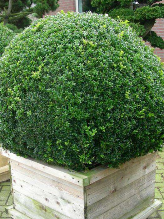 Самшит вечнозеленый "Грин"