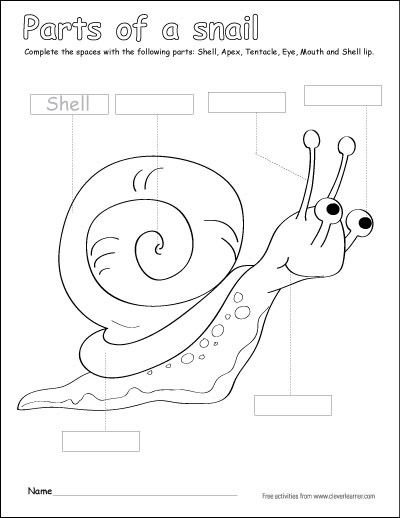 Snail Worksheet