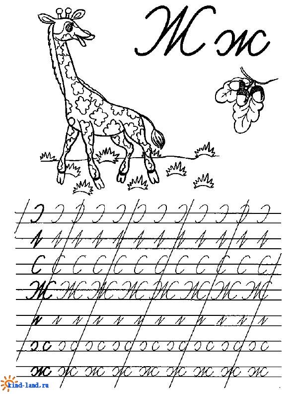 Прописи буква ж прописная