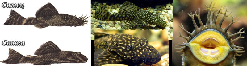 Анциструс мультиспиннис