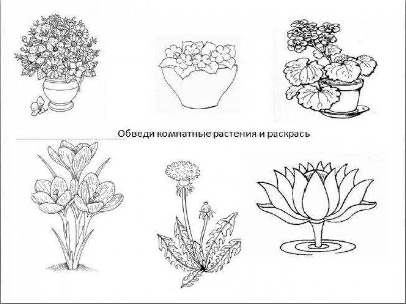 Комнатные растения задания для дошкольников