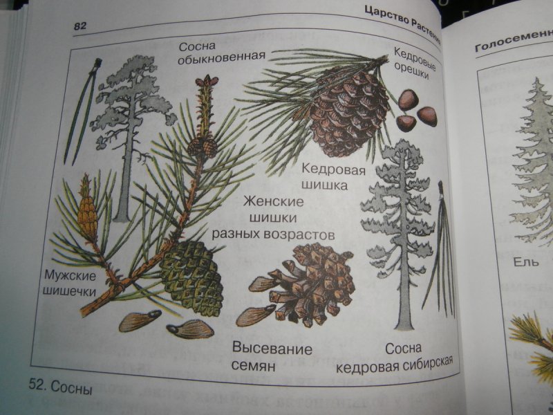 Женские шишки хвойных