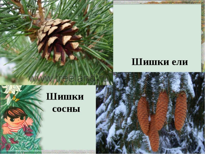Отличие шишки ели и сосны