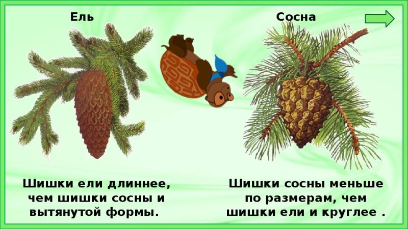 Сосновые шишки и еловые шишки отличия