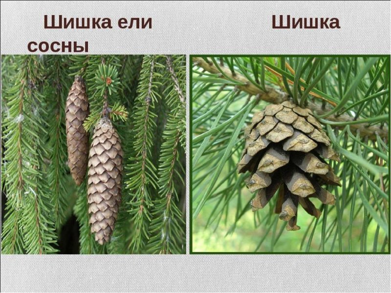 Шишка сосны и ели сравнение