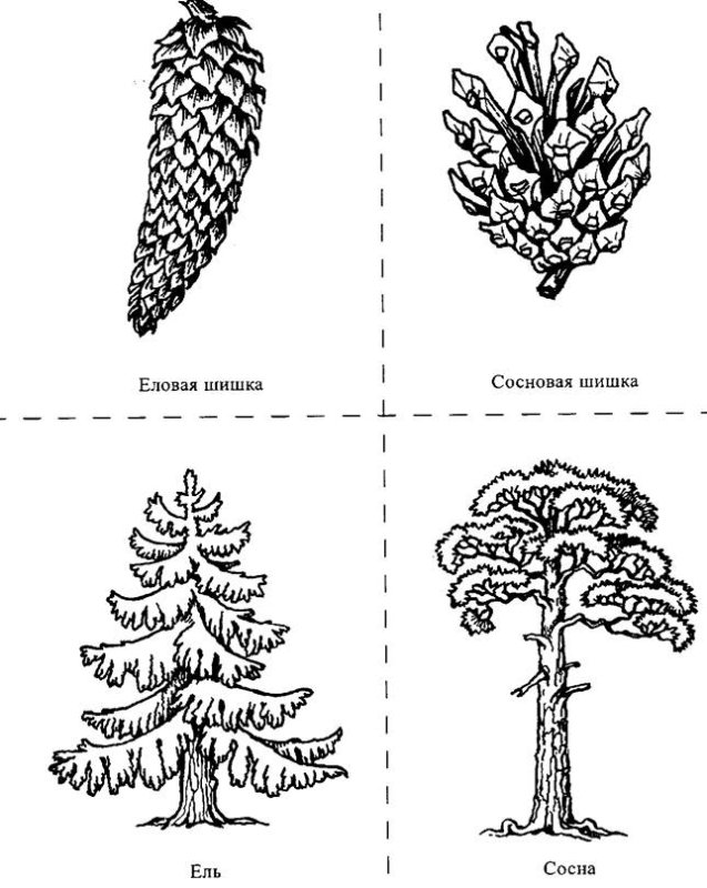 Шишка ели и сосны различия