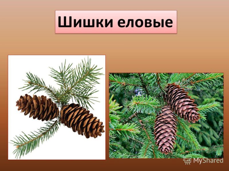 Шишка Еловая и Сосновая