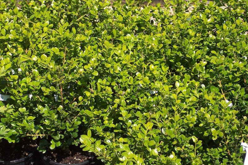 Самшит Буксус