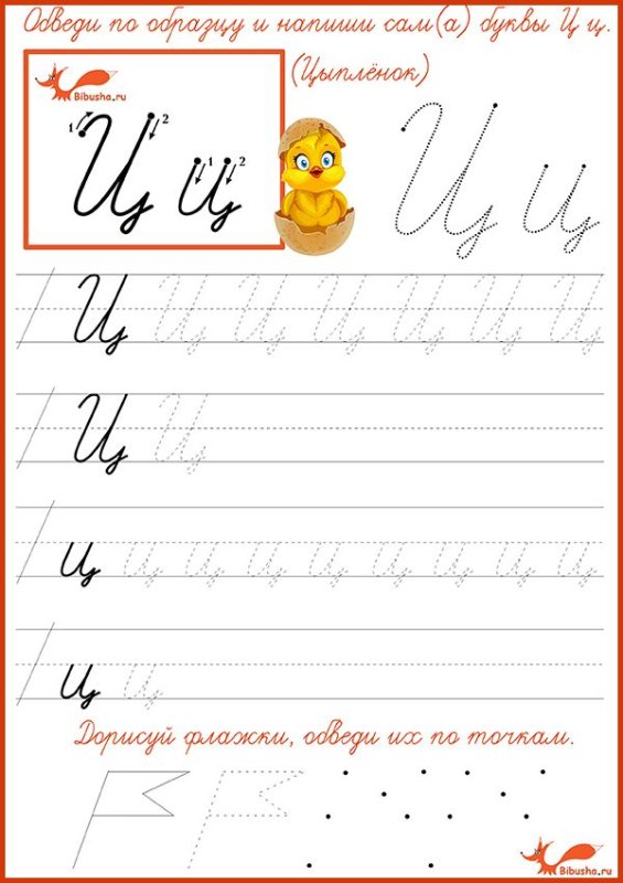 Пропись строчной буквы ц