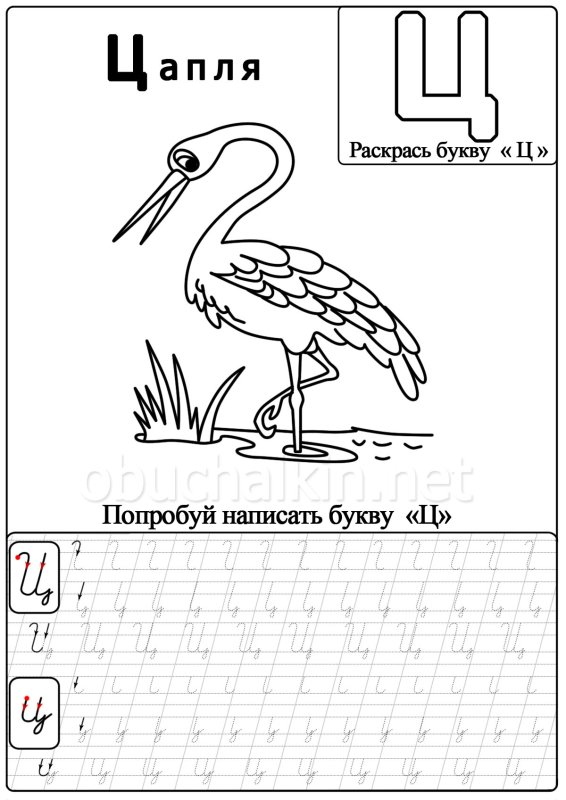 Буква ц задания для дошкольников